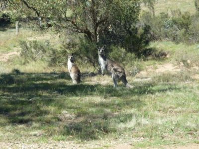 (92) kangaroos at Coolamine Plains
