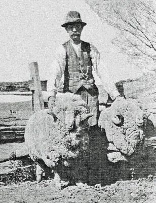 (Grandpa) Mark Southwell & his famous sheep
