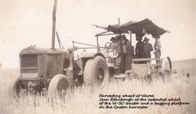Harvesting wheat at Waree -
