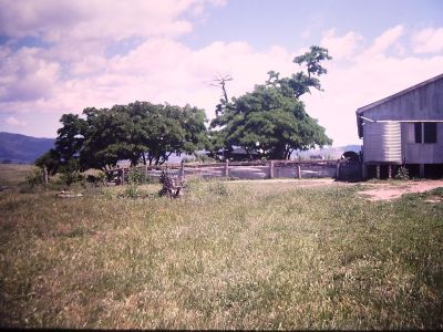 Parkwood shearing shed and yards 1982
