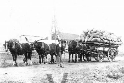 Samson James Southwell and a waggon load of wheat at Wattle Park c1905
