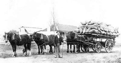 Samson James Southwell with a waggon load of wheat at Wattle Park, c 1905
