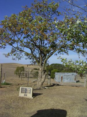 Sycamore tree and children's grave
