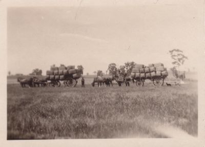 Wagons of wool
