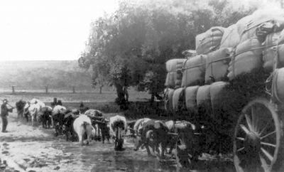 Walter Dunn & his wool wagon
