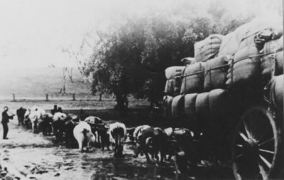 Walter Dunn and his wool wagon
